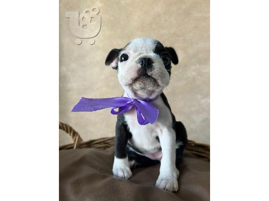 Boston Terrier – θηλυκό κουτάβι
